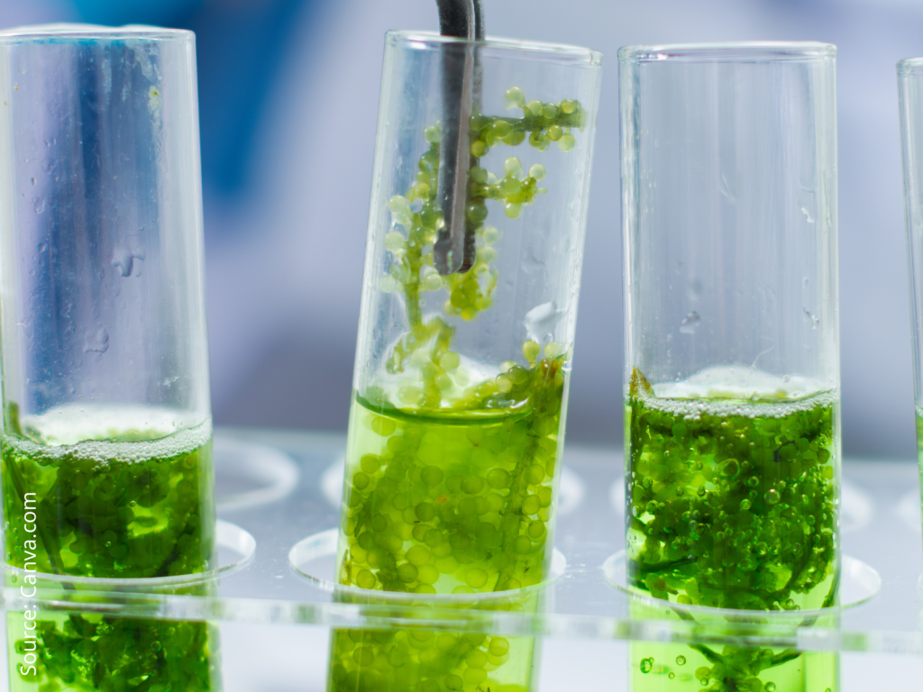 3 test tubes with green algae